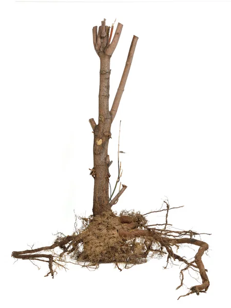 깊은 뿌리를 가진 고립 된 트렁크 — 스톡 사진