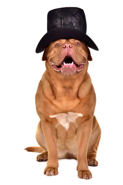 紳士犬身に着けている黒い帽子 — ストック写真