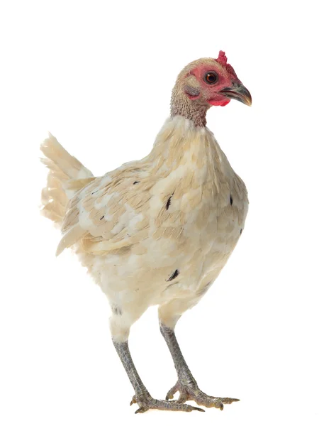 Vit kyckling promenader — Stockfoto