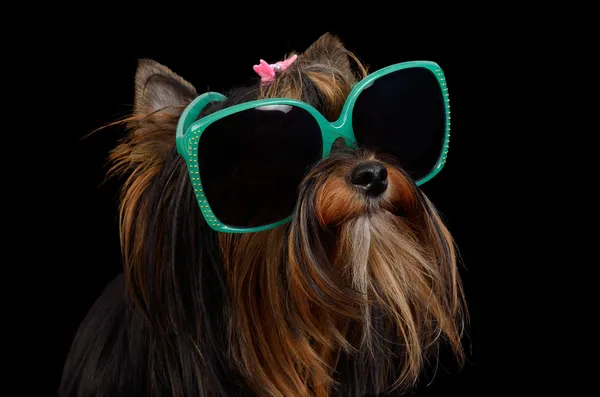 Собака з сонячними окулярами — стокове фото