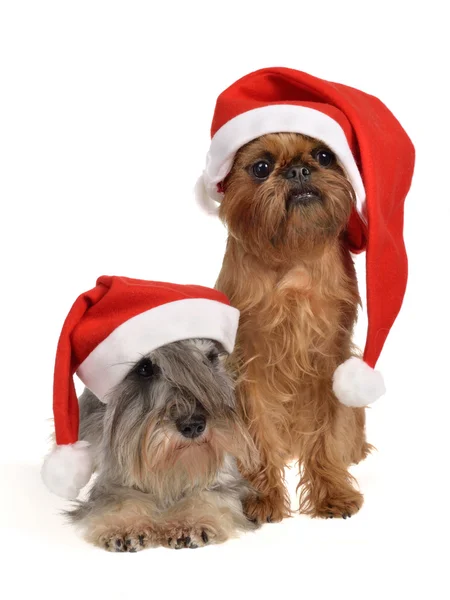 Vousy santa dogs s červeným klobouky — Stock fotografie