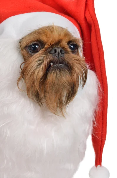 웃 긴 수염된 산타 강아지 — 스톡 사진