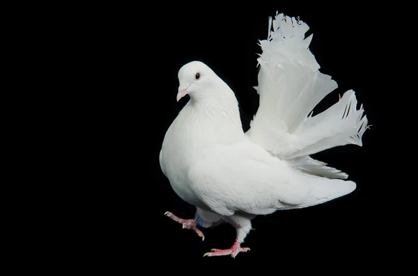 美丽的白色的鸽子走 — 图库照片#