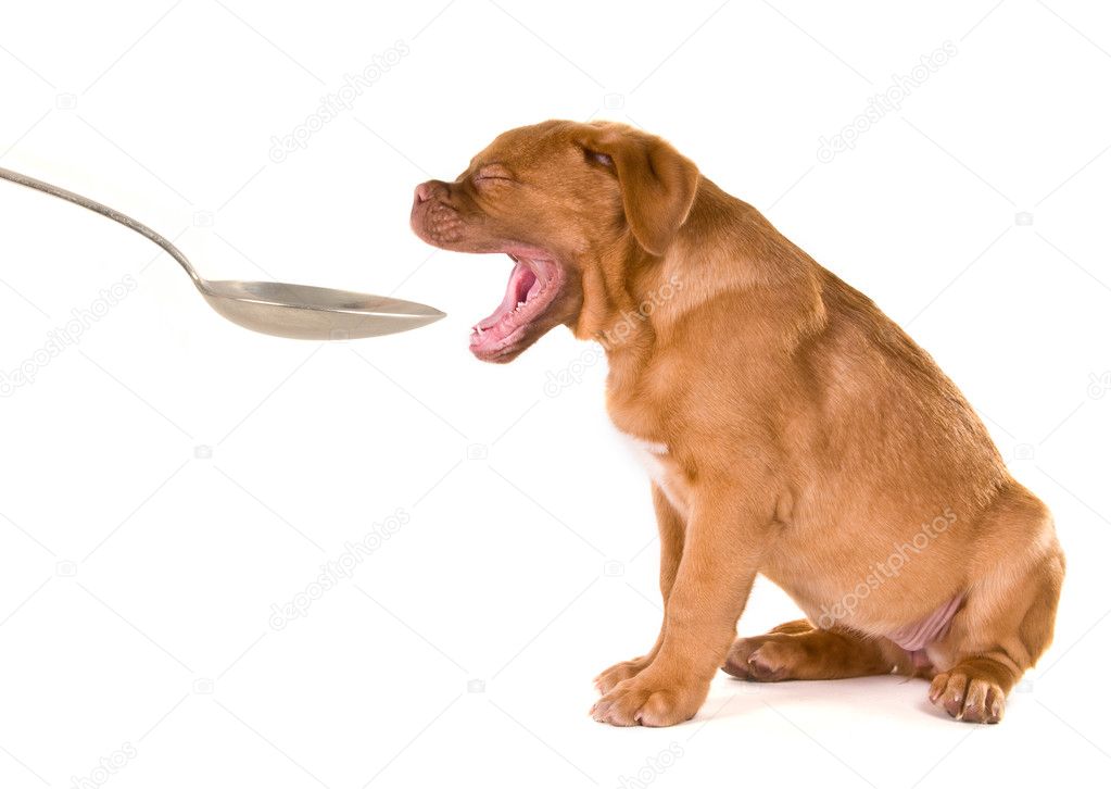 Puppy with spoon
