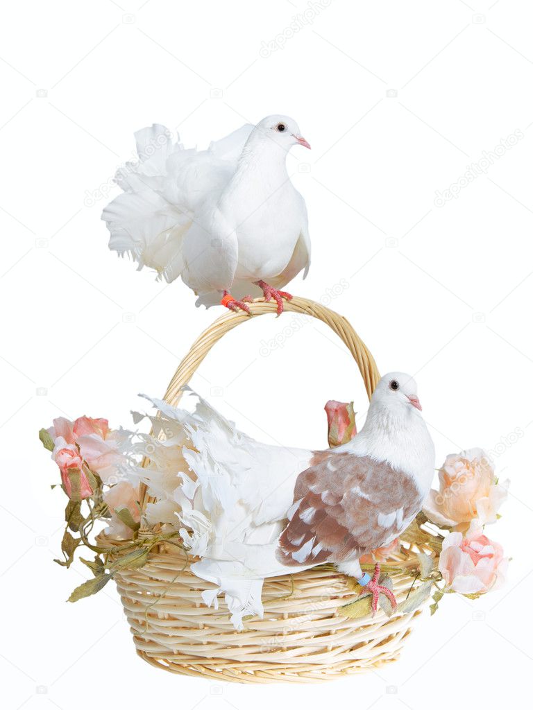 Doves on a basket