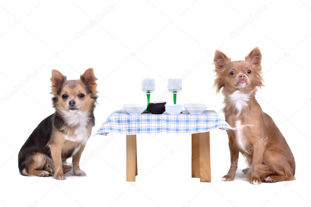 Dogs enjoying their meal