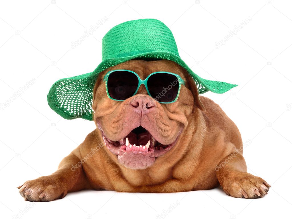 Dog wearing green straw hat and sun glasses