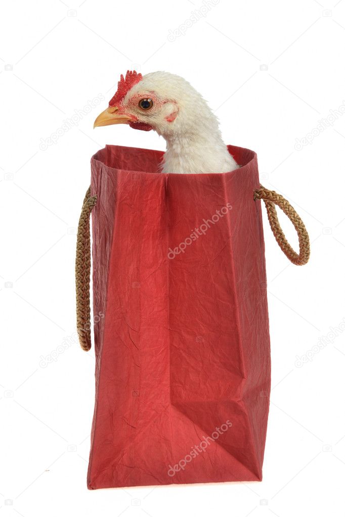 Little chicken sitting inside the shopping bag