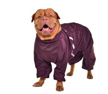 Smiling dog dressed with wine red raincoat isolated clipart