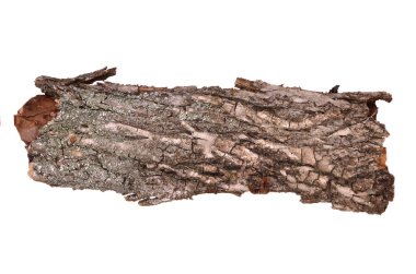 Close-up of isolated cracked bark stub log with wooden texture isolated clipart