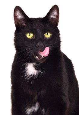 Portrait of black cat licking itself clipart