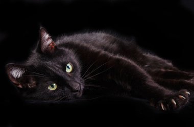 Black cat showing it's claws lying on black background clipart