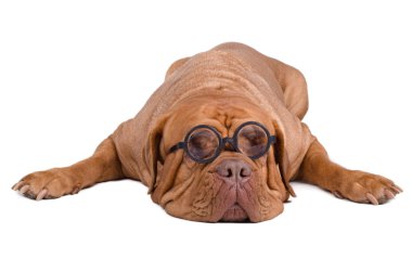 Dog with dioptre glasses clipart