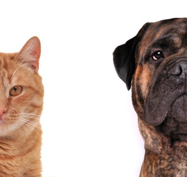 Cat and Dog clipart