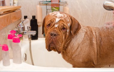 Cleaning the Dog of Dogue De Bordeax Breed in bath. clipart