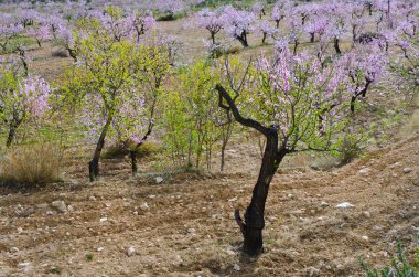 alanın çiçek açması badem ağaçları tam Bloom