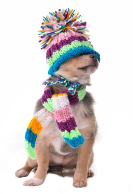 Blind (can't see), shut eyes concept. Puppy Dressed For Cold Weather I clipart