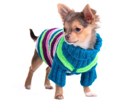 Chihuahua köpek renkli süveter ve daimi olarak seyir şapka giymiş.