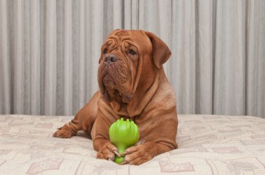 Huge Dog is lying on master's bed holding green toy in her paws clipart