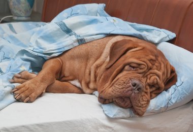 Dogue De Bordeaux köpek sahibinin yatakta tatlı uyku