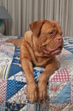 Lovely french mastiff puppy laying in bed with handmade patchwork quilt clipart