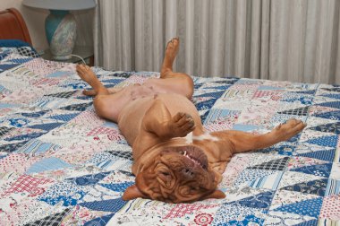 Huge relaxed dog is lying upside-down on her back on the bed with handmade clipart