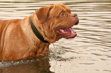 Two years old dog of Dogue De Bordeaux breed swimming in forest lake clipart