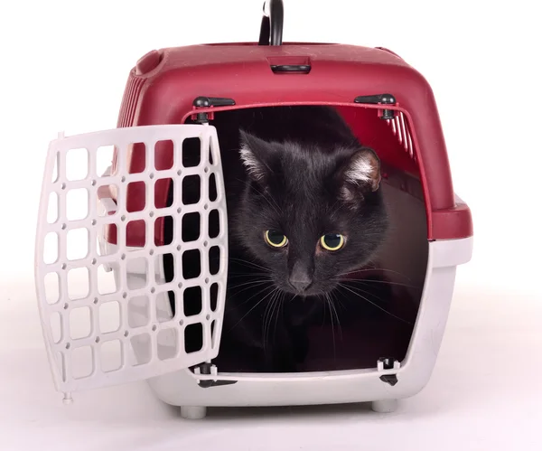 猫谨小慎微的旅行笼 — 图库照片