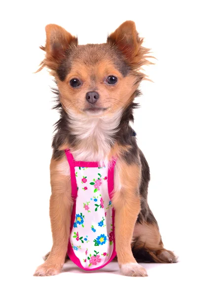 Chihuahua cachorro vestido com avental como chefe cozinheiro, isolado — Fotografia de Stock
