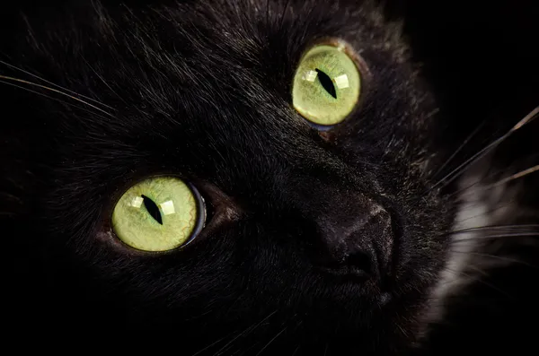 Yeşil gözlü kedi yüzüne yakın çekim — Stok fotoğraf