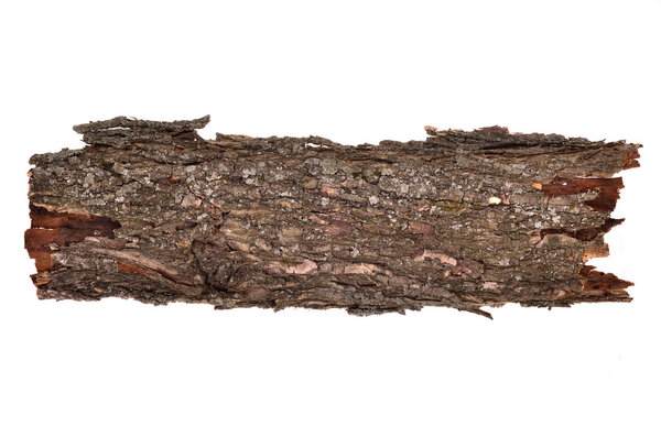 Close-up of isolated broken bark stub log with wooden texture