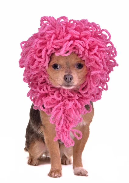 Chihuahua cachorro vestindo engraçado peruca rosa isolado — Fotografia de Stock
