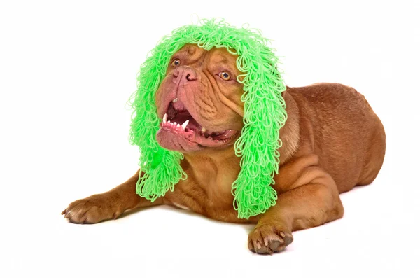 Lindo perro usando divertido peluca aislado — Foto de Stock