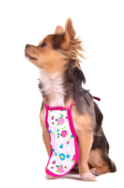 Hlavní chuhuahua štěně nosí zástěru, samostatný — Stock fotografie
