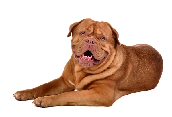 Lindo perro de la raza Dogue De Bordeaux acostado aislado —  Fotos de Stock
