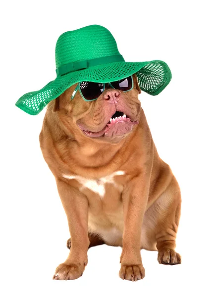 Encantador perro dama con sombrero de paja verde y gafas de sol —  Fotos de Stock