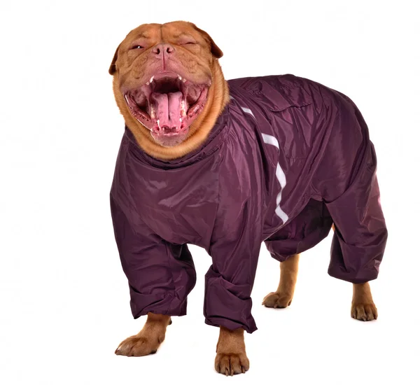 Bonito bocejo cão vestido com capa de chuva, isolado — Fotografia de Stock