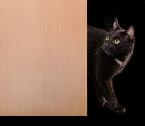 Gatto nero in piedi sulla porta — Foto Stock