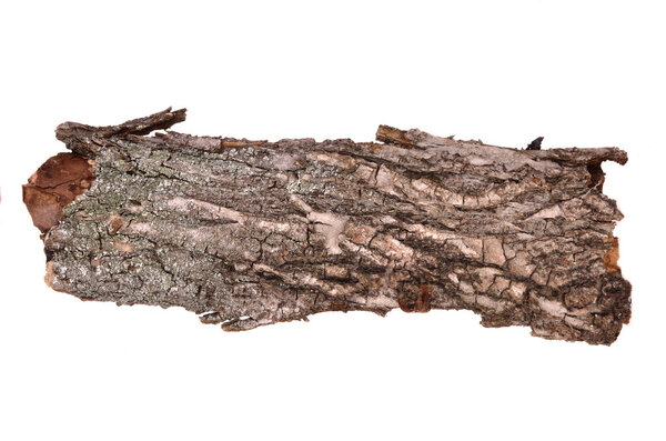 Close-up of isolated cracked bark stub log with wooden texture isolated