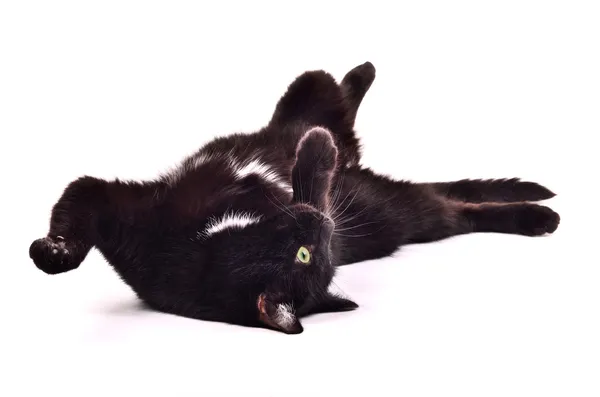 Černé kotě hraje, jak se na něm je zpátky vzhůru nohama — Stock fotografie