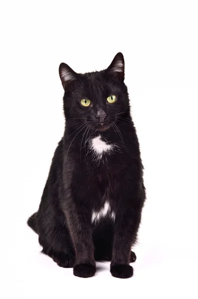 Zwarte kat, zittend tegen witte achtergrond — Stockfoto