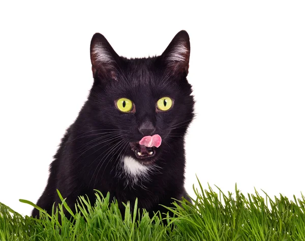 Gatinho preto caça sentado batendo grama verde — Fotografia de Stock