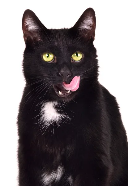 Retrato de gato preto lambendo-se — Fotografia de Stock