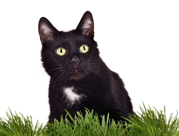 Zwarte groene-eyed kat in groene gras — Stockfoto