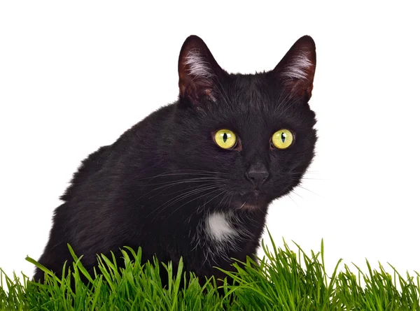 Zwarte groene-eyed kat achter gras geïsoleerd — Stockfoto