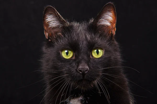 Ritratto di gattino dagli occhi verdi nero su sfondo nero — Foto Stock