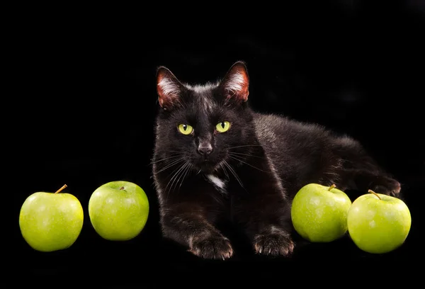 Svart grönögda katt liggande bland gröna äpplen mot svart bakgrund — Stockfoto