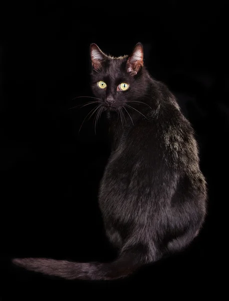 Pohled zezadu na černou kočku na černém pozadí s tváří k divákovi — Stock fotografie