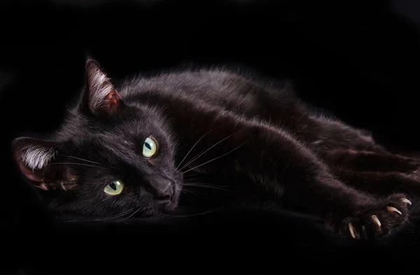 Preto gato mostrando é garras deitado no preto fundo — Fotografia de Stock