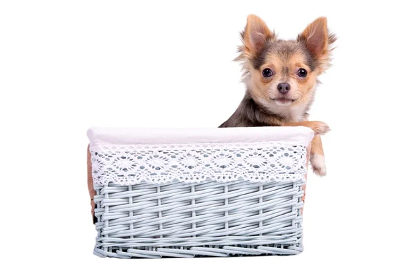 Male (boy) chihuahua puppy in a blue basket — Stock Photo, Image